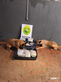 BPFRON apreende 17,5 Kg de maconha tipo capulho com auxílio de cães de faro em abordagem a ônibus em Foz do Iguaçu