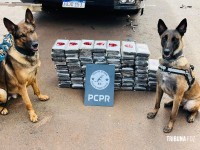 Carga milionária de 76 tabletes de cocaína é apreendida pela Policia Civil na BR-277 