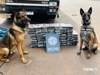 Carga milionária de 76 tabletes de cocaína é apreendida pela Policia Civil na BR-277 