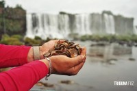 383 Kg de moedas lançadas por visitantes são retiradas das Cataratas do Iguaçu