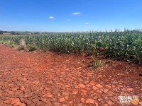 Corpo é encontrado em milharal na área rural de São Miguel do Iguaçu