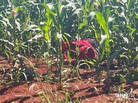 Corpo é encontrado em milharal na área rural de São Miguel do Iguaçu