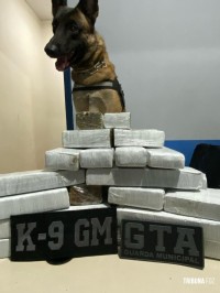 Guarda Municipal prende mulher que transportava 25,9 Kg de maconha na Rodovia de Foz do Iguaçu