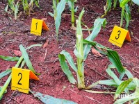 Homem é executado com vários tiros em área rural de Santa Terezinha de Itaipu