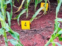 Homem é executado com vários tiros em área rural de Santa Terezinha de Itaipu