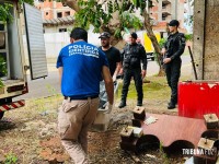 Corpo de mulher com sinais de agressão é encontrado na área de mata no Parque Monjolo