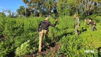 Operação contra o narcotráfico no Paraguai que durou 10 dias termina com 204 plantações de maconha destruidas