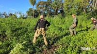 Operação contra o narcotráfico no Paraguai que durou 10 dias termina com 204 plantações de maconha destruidas