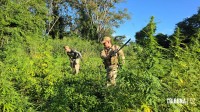 Operação contra o narcotráfico no Paraguai que durou 10 dias termina com 204 plantações de maconha destruidas