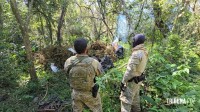 Operação contra o narcotráfico no Paraguai que durou 10 dias termina com 204 plantações de maconha destruidas
