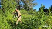 Operação contra o narcotráfico no Paraguai que durou 10 dias termina com 204 plantações de maconha destruidas