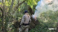 Operação contra o narcotráfico no Paraguai que durou 10 dias termina com 204 plantações de maconha destruidas