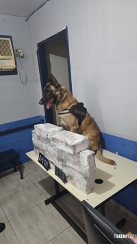 GTA e K9 da Guarda Municipal de Foz do Iguaçu prendem homem com 27,3 Kg de maconha