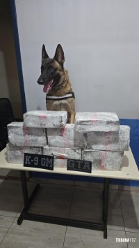 GTA e K9 da Guarda Municipal de Foz do Iguaçu prendem homem com 27,3 Kg de maconha