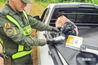Gendarmaria Nacional Argentina apreende 179 ampolas de Tirzepatida