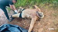 Corpo é encontrado boiando no rio Paraná aguarda reconhecimento no Paraguai