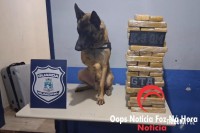 GTA e K9 da Guarda Municipal encerram viagem de dois paraguaios presos com 40 Kg de drogas em ônibus