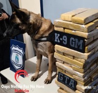 GTA e K9 da Guarda Municipal encerram viagem de dois paraguaios presos com 40 Kg de drogas em ônibus
