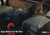 GTA e K9 da Guarda Municipal encerram viagem de dois paraguaios presos com 40 Kg de drogas em ônibus
