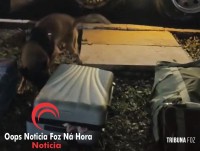GTA e K9 da Guarda Municipal encerram viagem de dois paraguaios presos com 40 Kg de drogas em ônibus