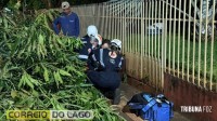 Acidente com patinete elétrico mobiliza equipe do SAMU em Santa Helena