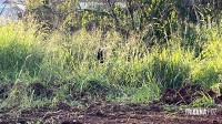 Corpo de homem já em putrefação é encontrado em área de mata no Parque Monjolo