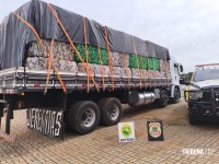 BPFRON e PF prendem caminhoneiro com 550 Kg de maconha em Santo Antônio do Sudoeste