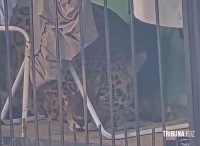 Onça Pintada é encontrada descansando embaixo de varal em Foz do Iguaçu