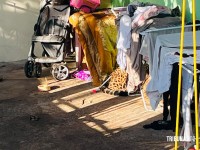 Onça Pintada é encontrada descansando embaixo de varal em Foz do Iguaçu
