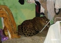 Onça Pintada é encontrada descansando embaixo de varal em Foz do Iguaçu