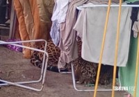 Onça Pintada é encontrada descansando embaixo de varal em Foz do Iguaçu