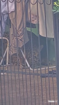 Onça Pintada é encontrada descansando embaixo de varal em Foz do Iguaçu