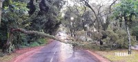 Galho de arvore interdita uma das pistas da Av. Javier Koelbel após forte chuva