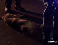 Motociclista de 72 anos morre após atingir cachorro na PR-495 em Serranópolis do Iguaçu 
