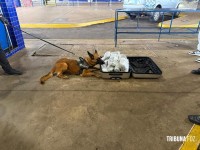 Receita Federal apreende aproximadamente 10 Kg de maconha tipo capulho na Ponte da Amizade 