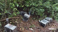 PF, PM E Exército apreendem 520,6 Kg de maconha e prendem dois suspeitos em Foz do Iguaçu
