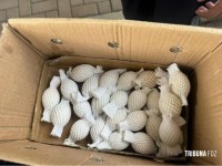 Receita Federal apreende 32 ovos de aves nativas transportados clandestinamente em ônibus