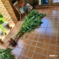 Militares do CHOQUE localiza plantação de maconha em STI Militares do CHOQUE localiza plantação de maconha em STI