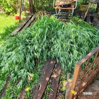 Militares do CHOQUE localiza plantação de maconha em STI Militares do CHOQUE localiza plantação de maconha em STI