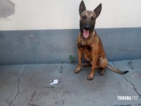 BPFRON prende quatro homens após operação policial em Santa Helena BPFRON prende quatro homens após operação policial em Santa Helena