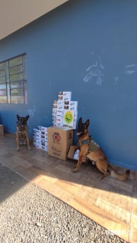 BPFRON apreende contrabando de cigarros Marechal Cândido Rondon BPFRON apreende contrabando de cigarros Marechal Cândido Rondon