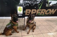 Após denúncia anônima BPFRON apreende drogas em Marechal Candido Rondon Após denúncia anônima BPFRON apreende drogas em Marechal Candido Rondon