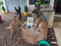 BPFRON cumpre mandados de busca e apreensão em Pato Bragado, Pérola e Perobal BPFRON cumpre mandados de busca e apreensão em Pato Bragado, Pérola e Perobal