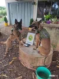 BPFRON cumpre mandados de busca e apreensão em Pato Bragado, Pérola e Perobal BPFRON cumpre mandados de busca e apreensão em Pato Bragado, Pérola e Perobal