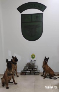 BPFRON prende homem com 18 Kg de maconha em Santo Antônio do Sudoeste BPFRON prende homem com 18 Kg de maconha em Santo Antônio do Sudoeste