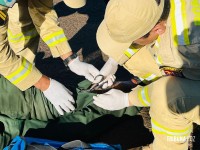 Motociclista fica ferido após ser fechado por caminhão na Av. Fiorino Brol Motociclista fica ferido após ser fechado por caminhão na Av. Fiorino Brol