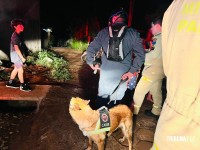Criança de dois anos é resgatada com vida após horas desaparecida na mata na Vila Carimã Criança de dois anos é resgatada com vida após horas desaparecida na mata na Vila Carimã