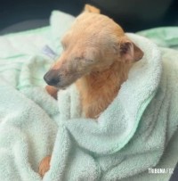 Homem joga cachorrinha no rio e acaba preso em flagrante pela Policia Militar Homem joga cachorrinha no rio e acaba preso em flagrante pela Policia Militar