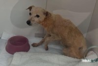 Homem joga cachorrinha no rio e acaba preso em flagrante pela Policia Militar Homem joga cachorrinha no rio e acaba preso em flagrante pela Policia Militar