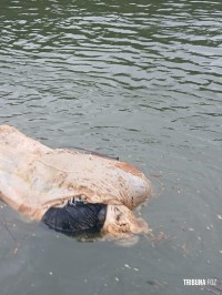 Corpo é encontrado boiando dentro de um saco no Rio Paraná Corpo é encontrado boiando dentro de um saco no Rio Paraná